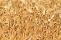 Grain Royalty Free Stock Photo