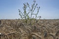 Grain field weeds. Green bindweed in a yellow bread wheat field Royalty Free Stock Photo