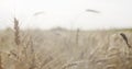Grain field with wheat or rye ready for harvest Royalty Free Stock Photo