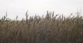 Grain field with wheat or rye ready for harvest Royalty Free Stock Photo