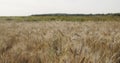 Grain field with wheat or rye ready for harvest Royalty Free Stock Photo