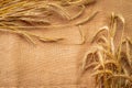 Grain field. Whole, barley, harvest wheat sprouts. Wheat grain ear or rye spike plant on linen texture or brown natural Royalty Free Stock Photo
