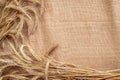 Grain field. Whole, barley, harvest wheat sprouts. Wheat grain ear or rye spike plant on linen texture or brown natural organic Royalty Free Stock Photo