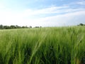 Grain field01 Royalty Free Stock Photo