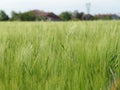 Grain field02 Royalty Free Stock Photo