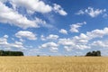 Grain fields with a single tree in the middle and a bright blue sky with many white clouds Royalty Free Stock Photo