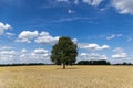 Grain fields with a single tree in the middle and a bright blue sky with many white clouds Royalty Free Stock Photo