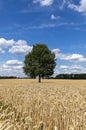 Grain fields with a single tree in the middle and a bright blue sky with many white clouds Royalty Free Stock Photo