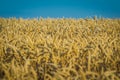 Grain fields in summer time