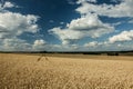 Grain fields with a technological path, trees on the horizon Royalty Free Stock Photo