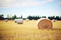 grain-filled hay bales arranged in a farm field Royalty Free Stock Photo