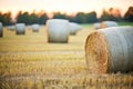 grain-filled hay bales arranged in a farm field Royalty Free Stock Photo