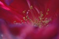 Grain flower, macro pink Royalty Free Stock Photo