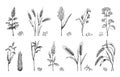 Grain. Hand drawn cereal plants. Agricultural harvest. Sorghum and wheat ears. Buckwheat or amaranth stems. Isolated