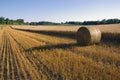 Grain Harvest