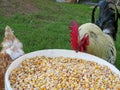 Rooster eating a grain of corn