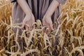 Grain harvest. Woman hand holding wheat stems in field, cropped view.  Female in rustic linen dress touching ripe wheat ears in Royalty Free Stock Photo