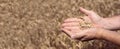 Grain harvesting. Farmer holding ripe grains of wheat in his hands, selective focus, billboard Royalty Free Stock Photo