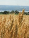 Grain head on wheat growing in NYS