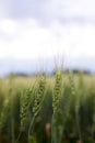 Grain head of wheat plant against field background