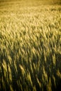 Grain Heads Closeup