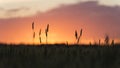 Grain heads of wheat plant silhouetted against sunset