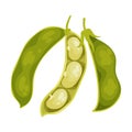 Grain Legume or Pulse Crop with Pod and Beans Vector Illustration