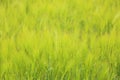 Field of green wheat