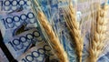 Grain and money. Three wheat heads and forty thousand KZT. The concept of an expensive harvest, corruption in the field of agricu