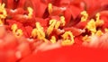 Macro of pollen in a plant Royalty Free Stock Photo