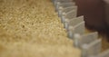 Grain Quality Control on Conveyor - Cereal Seed Treatment Close-Up
