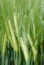 Grain ready for harvest growing in a farm field Royalty Free Stock Photo