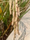 Grain of Rice it is yellow and ripe ready to be harvested Royalty Free Stock Photo
