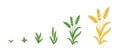Grain rye plant growth stages. Wheat cereal development. Harvest animation progression. Agricultural ripening period