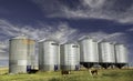 Grain silos with cattle along a wheat field