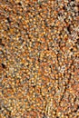 Grain sorghum Royalty Free Stock Photo