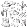 Grain spikelets, rice harvesting hand drawn illustrations set