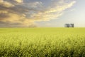 Grain storage silos sit on a blooming yellow oil seed field Royalty Free Stock Photo