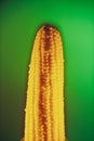 maize corn on green background Royalty Free Stock Photo
