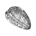 grain sunflower seed sketch hand drawn vector Royalty Free Stock Photo