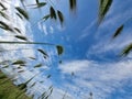 Grain under the Apulian sky Royalty Free Stock Photo