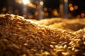 Grain warehouse. Heaps of grain on a wooden floor. glow effect. Harvest concept