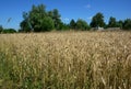 Grain, wheat agriculture field with almost ripe ears of wheat and barley with green trees and blue sky in the background Royalty Free Stock Photo