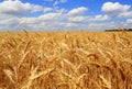 Grain wheat field  under clouds  blue sky Royalty Free Stock Photo