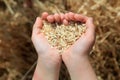 Grain of wheat in hands of little girl