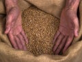 Grain Wheat man hands Royalty Free Stock Photo