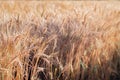 Golden wheat field, ears of wheat in the field Royalty Free Stock Photo