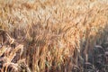 The grain of wheat is ripe, it is harvest time  it is time to reap, wheat field in late afternoon, harvest concept Royalty Free Stock Photo
