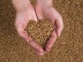 Grain Wheat woman hands Royalty Free Stock Photo