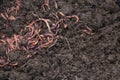 Grain with Worms, Vermicomposting for fertilizer production. Texture of Dirty Dark Humus with clot of Worms. Royalty Free Stock Photo